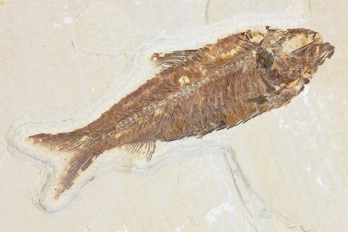 Fossil Fish (Knightia) - Wyoming #109953